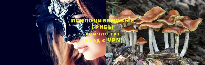 Галлюциногенные грибы Psilocybe  Сосновка 